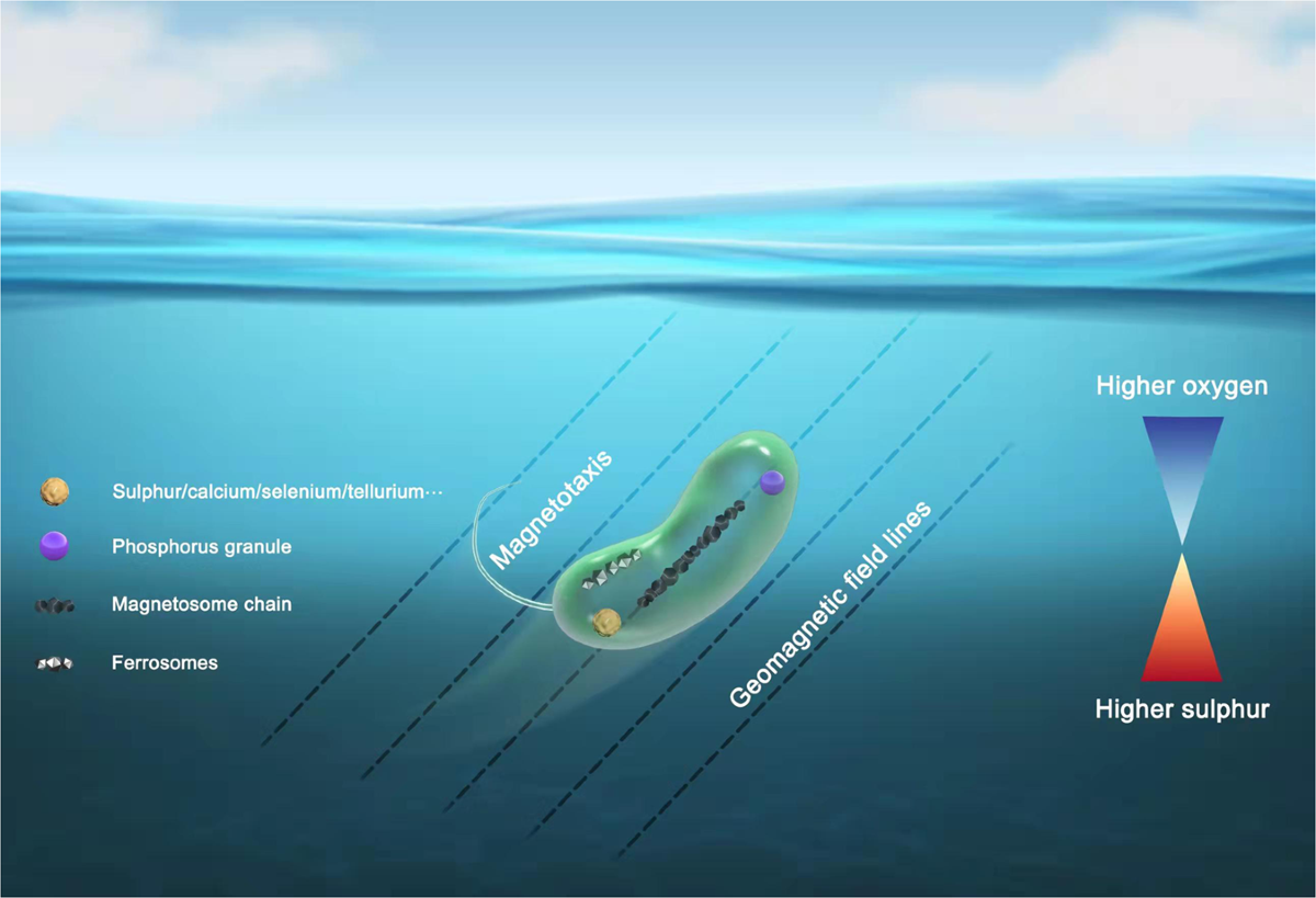 Magnetotactic Bacteria And Magnetofossils Ecology Evolution And Environmental Implications Npj Biofilms And Microbiomes Magnetotactic Bacteria And Magnetofossils Ecology Evolution And Environmental Implications Npj Biofilms And Microbiomes