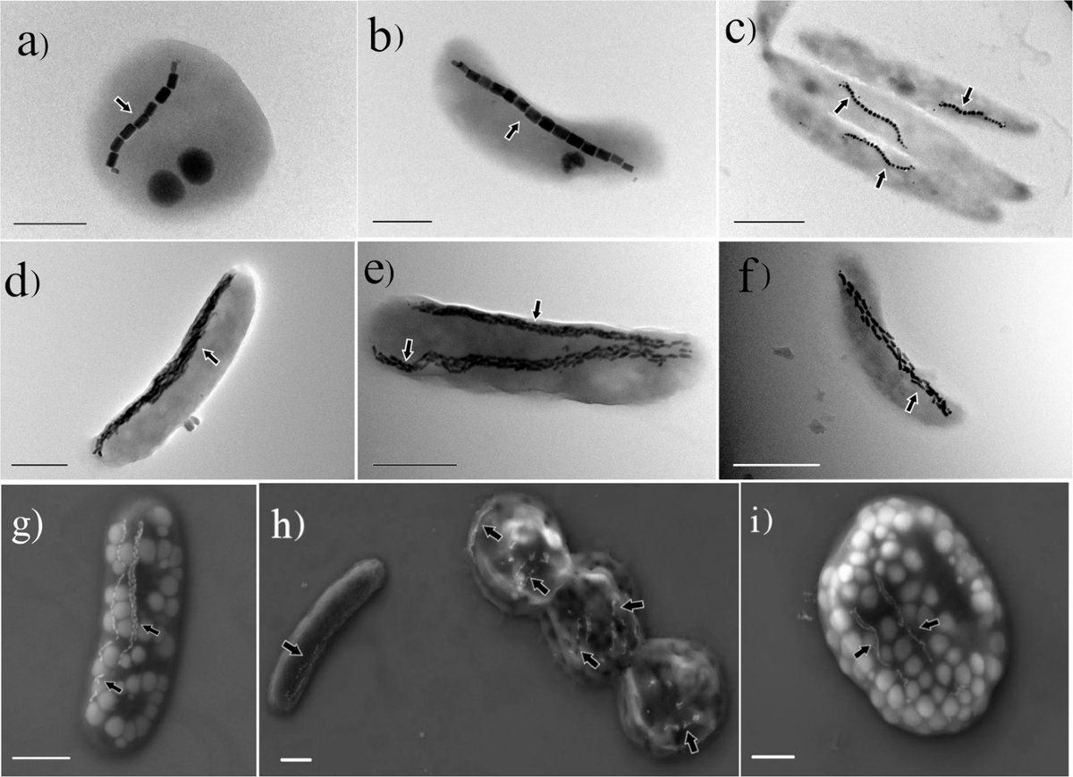 Magnetotactic Bacteria And Magnetofossils Ecology Evolution And Environmental Implications Npj Biofilms And Microbiomes Magnetotactic Bacteria And Magnetofossils Ecology Evolution And Environmental Implications Npj Biofilms And Microbiomes