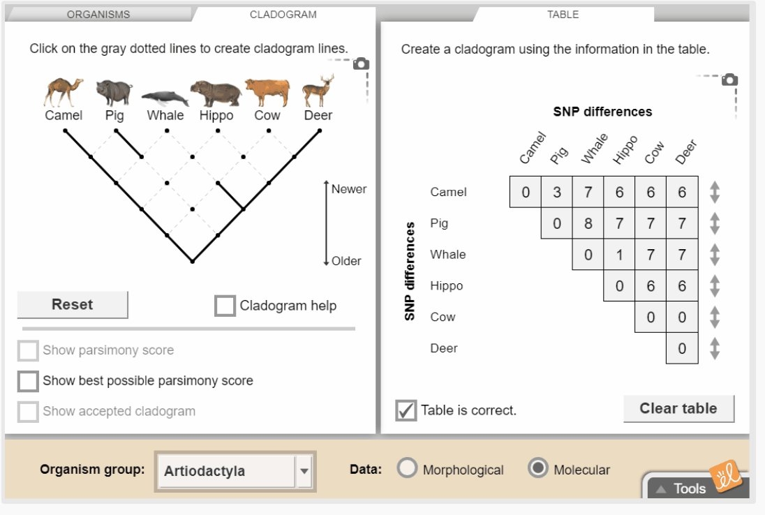 cladograms gizmo answer key
