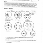 Meiosis POGIL ANSWERS PDF Worksheets Library