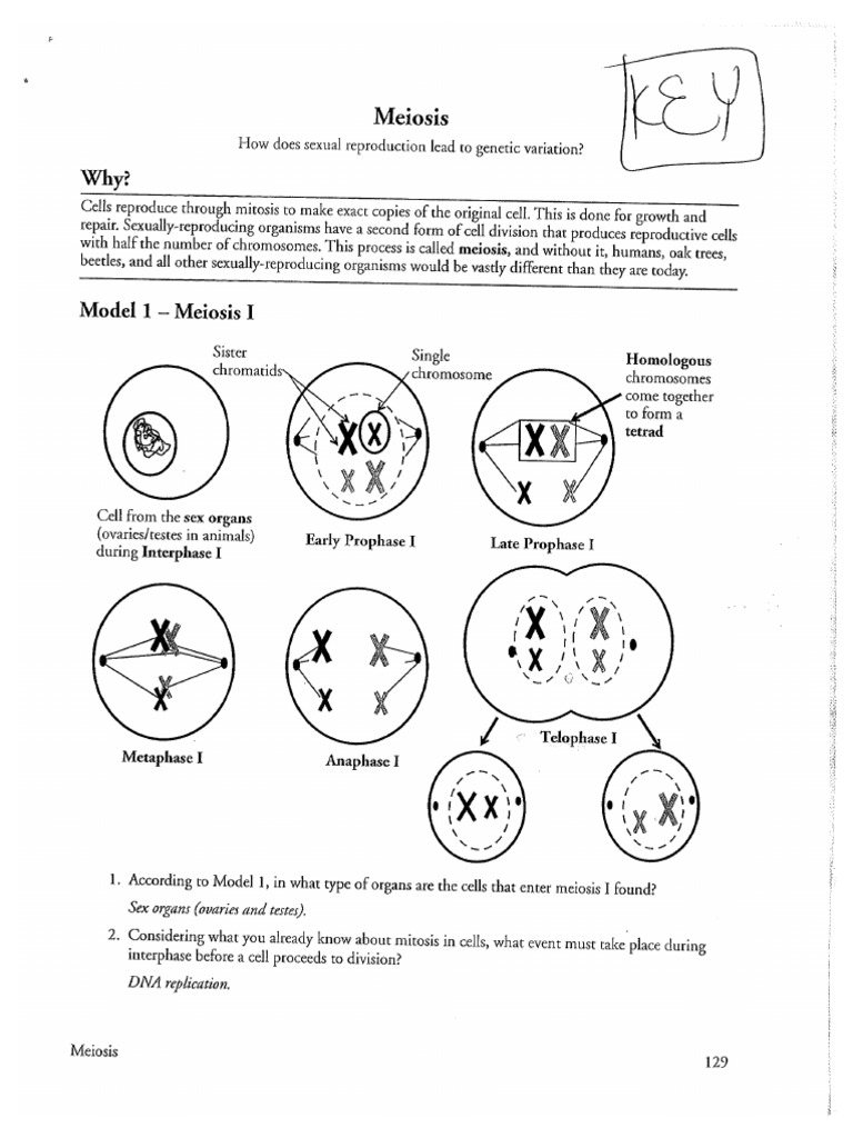 Meiosis POGIL ANSWERS PDF Worksheets Library