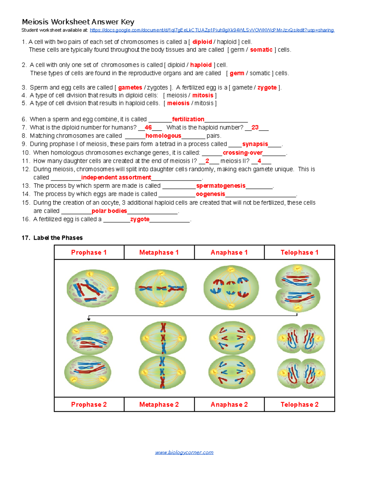 Meiosis Worksheet Answer Key BIOL 101 Studocu Meiosis Worksheet Answer Key BIOL 101 Studocu