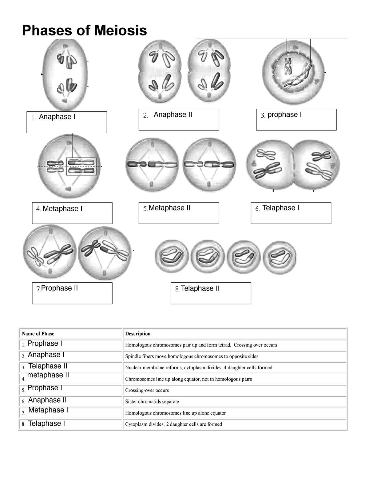 Meiosis Worksheet Key By Biologycorner Worksheets Library Worksheets Library