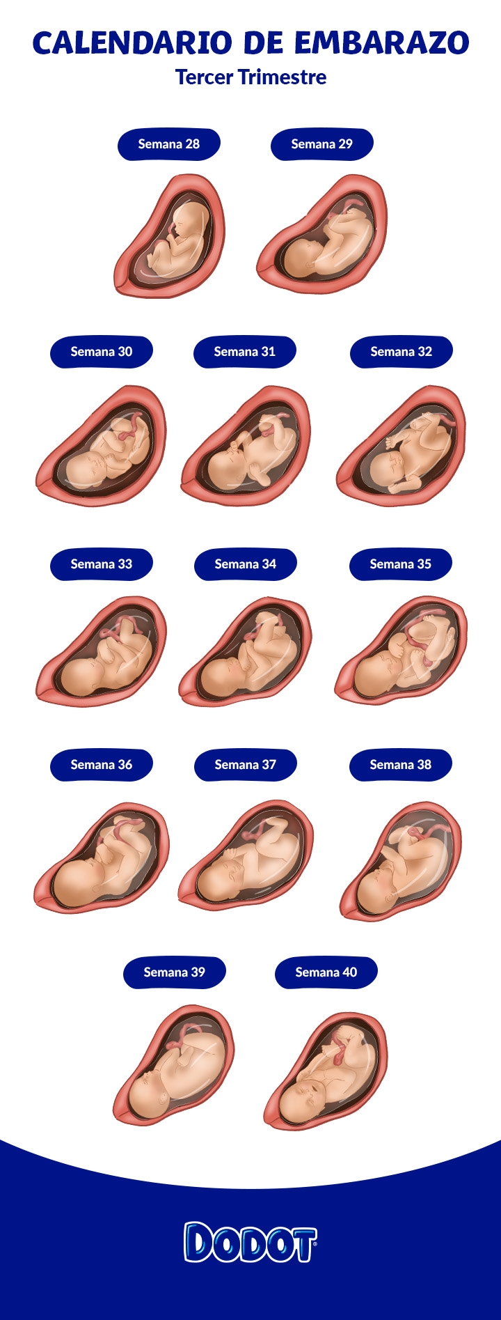 Meses Bebe A Semanas De Gestacion Meses Desde Las Cuantas Semanas Puede Nacer Un Bebe Desde