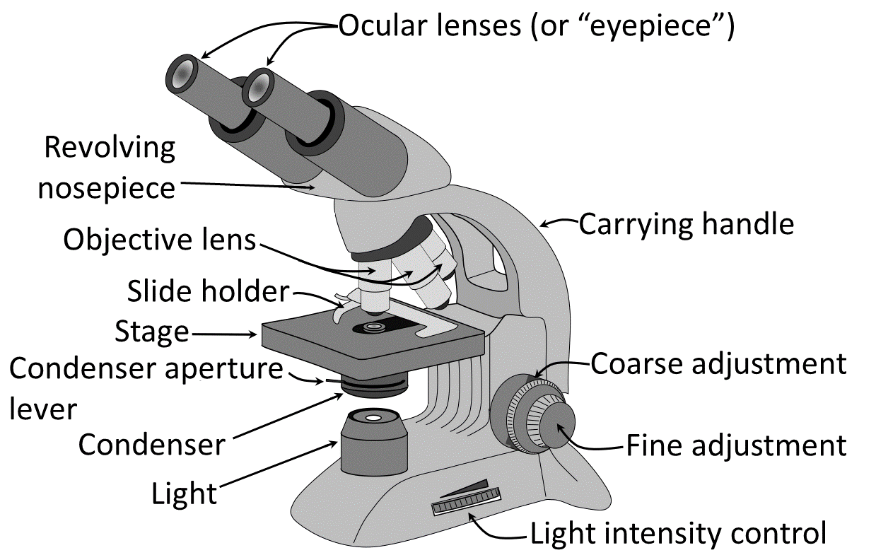 Microscopio ptico Wikipedia La Enciclopedia Libre Microscopio ptico Wikipedia La Enciclopedia Libre