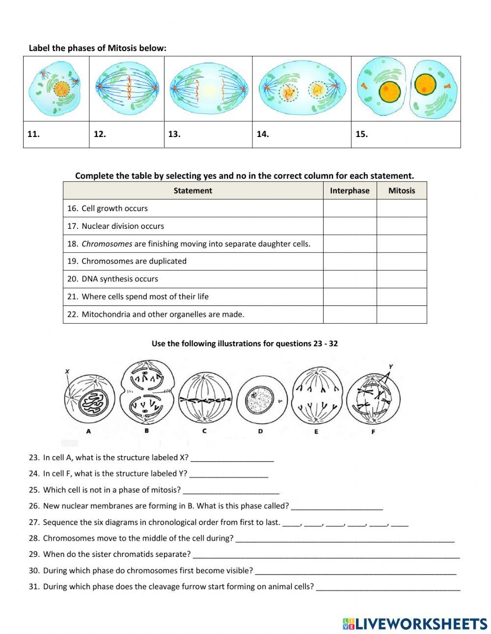 Mitosis And Cell Cycle Worksheet Live Worksheets Worksheets Library