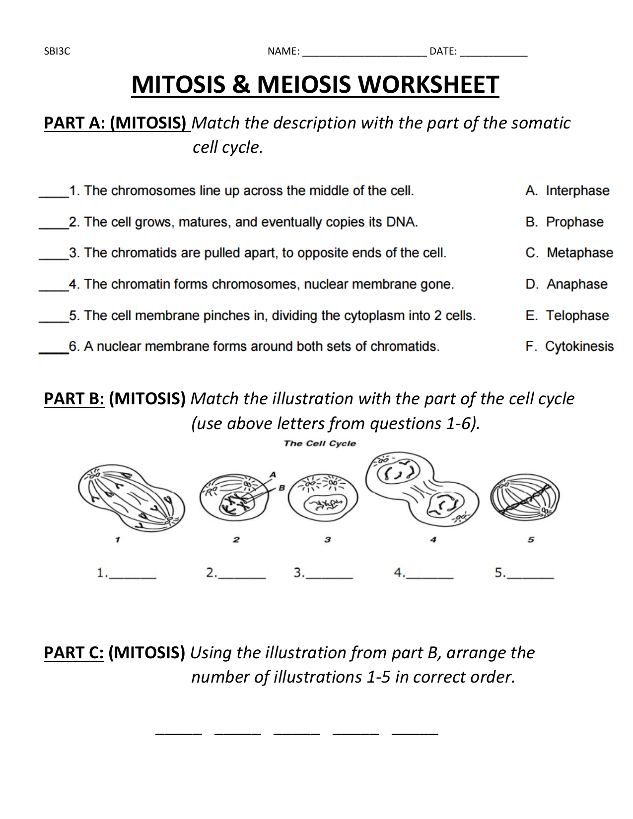 mitosis vs meiosis worksheet mitosis vs meiosis worksheet