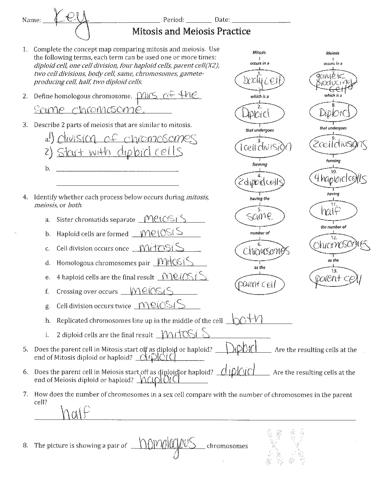 Mitosis Vs Meiosis Flipbook Math In Demand Worksheets Library