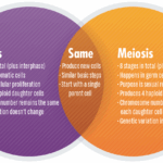 Mitosis Vs Meiosis Key Differences Chart And Venn Diagram Technology Networks
