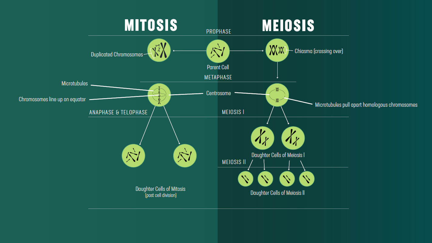 Mitosis Vs Meiosis Key Differences Chart And Venn Diagram Technology Networks Mitosis Vs Meiosis Key Differences Chart And Venn Diagram Technology Networks