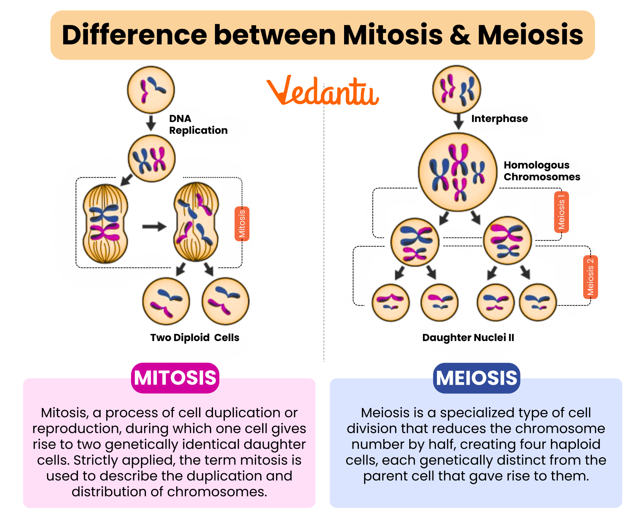 Mitosis Vs Meiosis Key Differences Explained For Students Mitosis Vs Meiosis Key Differences Explained For Students