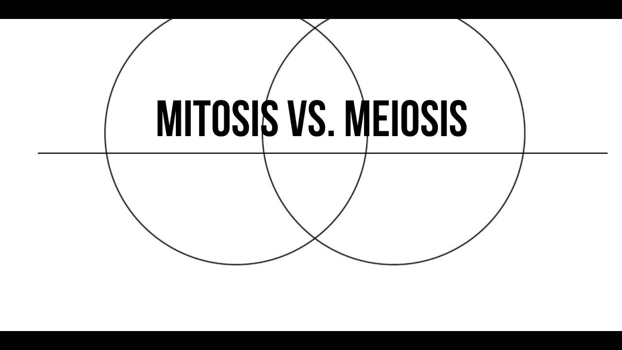 venn diagram of mitosis and meiosis
