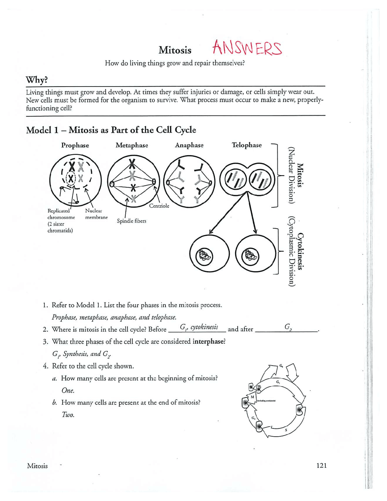 cell cycle and mitosis worksheet cell cycle and mitosis worksheet