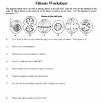 Mitosis Worksheet Jacob Haddock Library Formative