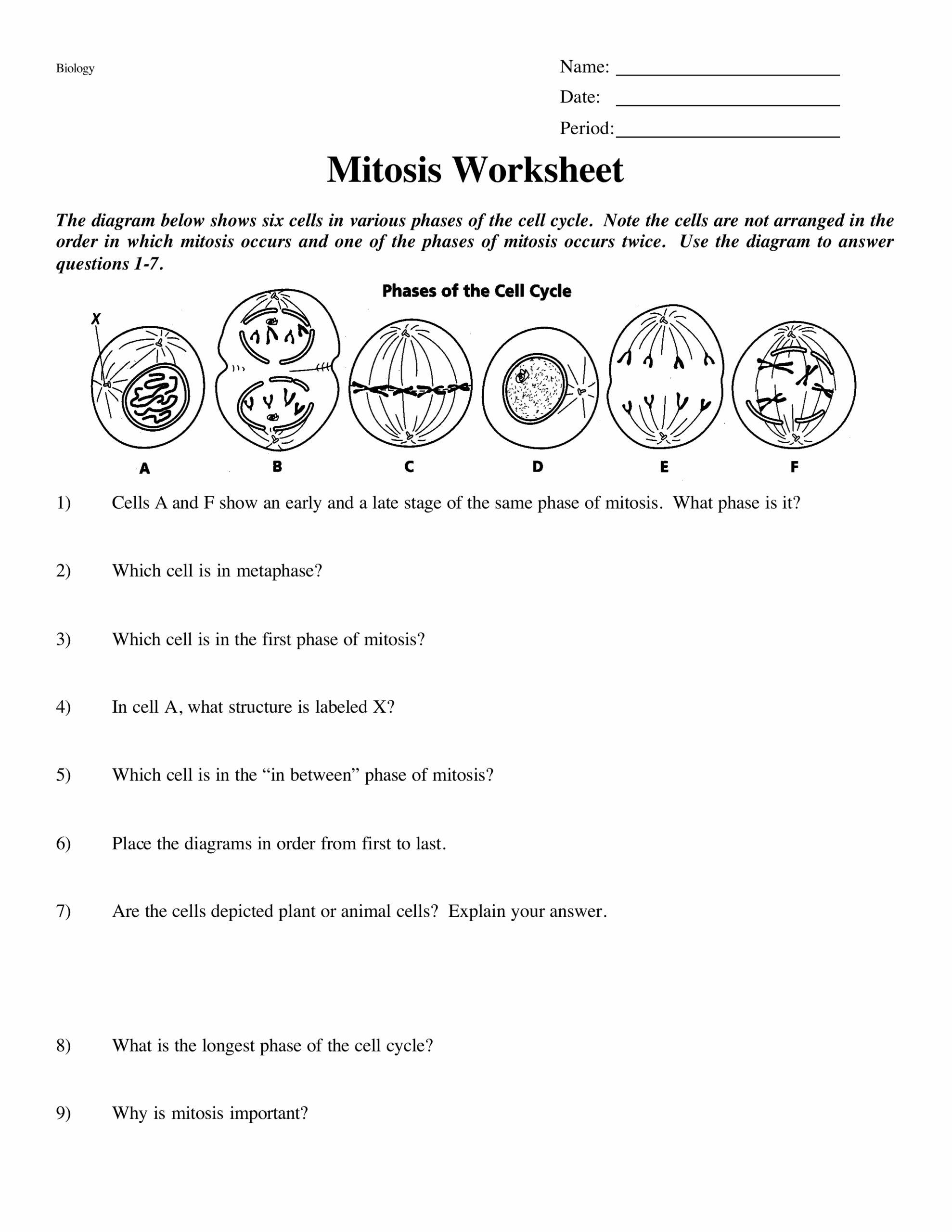 Mitosis Worksheet Jacob Haddock Library Formative