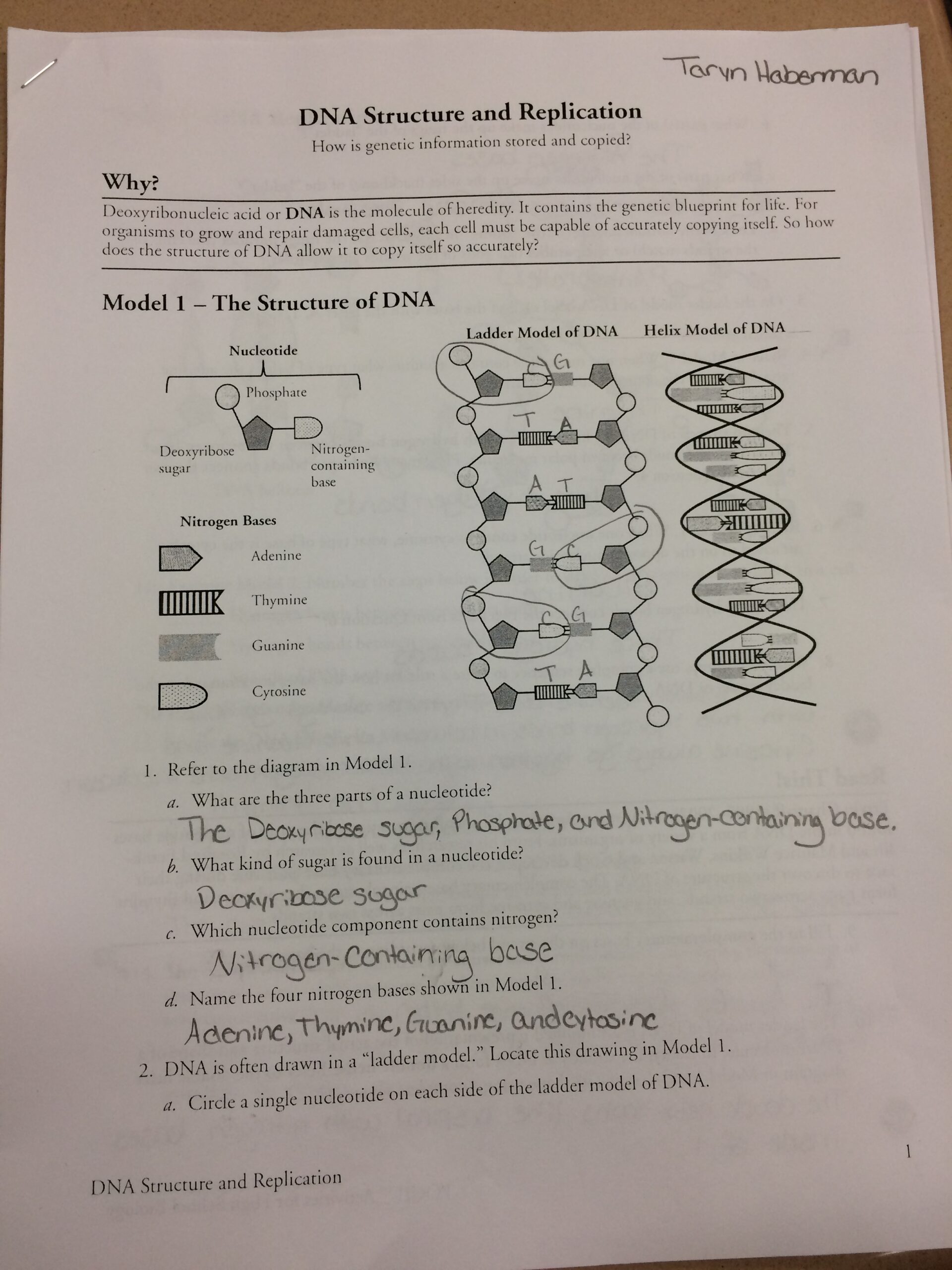 Models Of DNA Structures BabyHabsBio11 Worksheets Library Models Of DNA Structures BabyHabsBio11 Worksheets Library