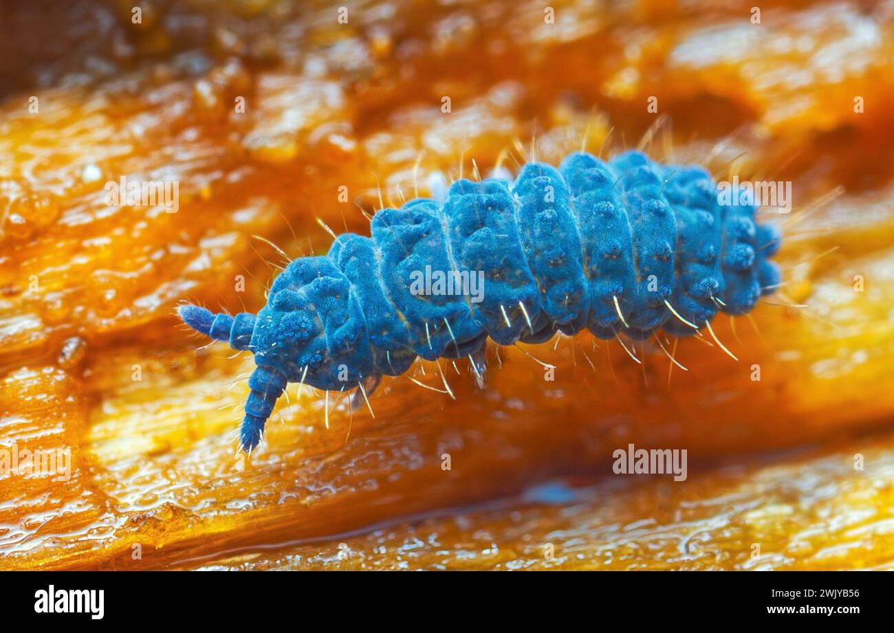 is moss a decomposer