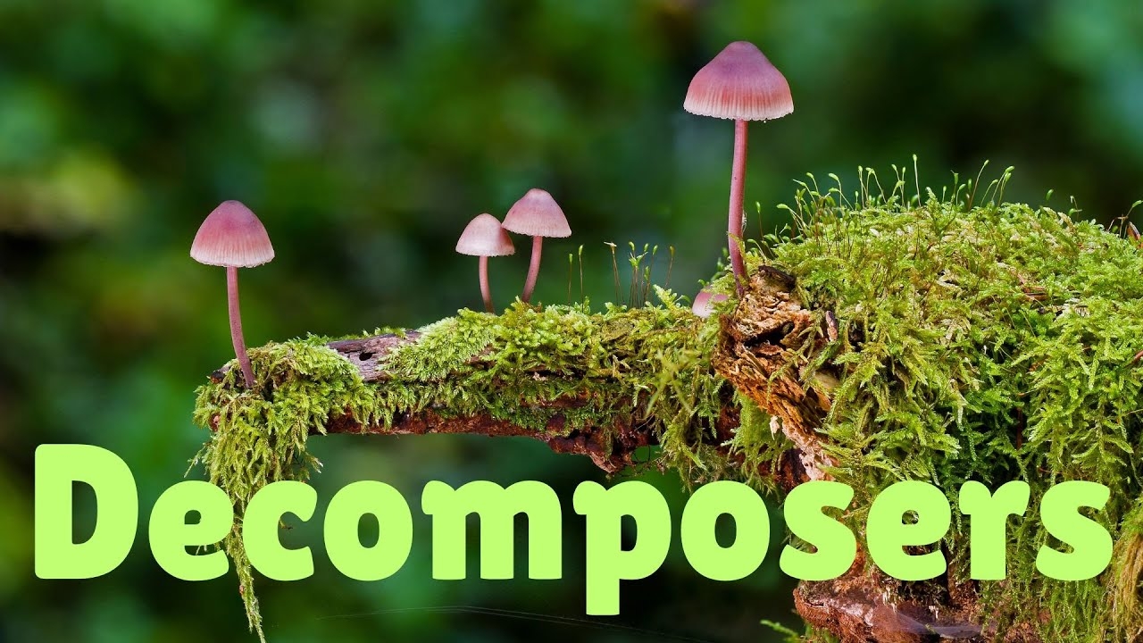 Nature s Hidden Heroes The Incredible World Of Decomposers YouTube