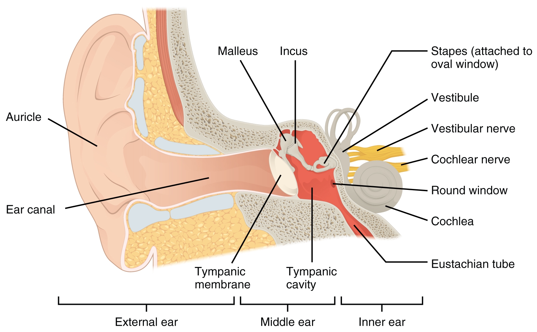 OpenStax AnatPhys Fig 14 5 The Structures Of The Ear English Labels AnatomyTOOL