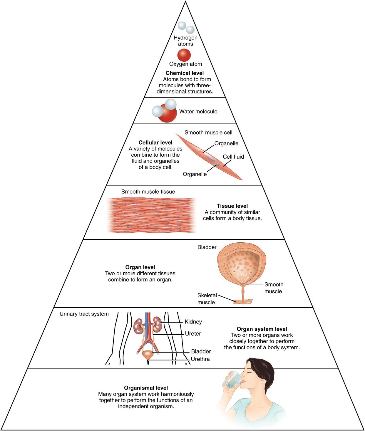 Organization Of Life Nutrition Science And Everyday Application V 1 0