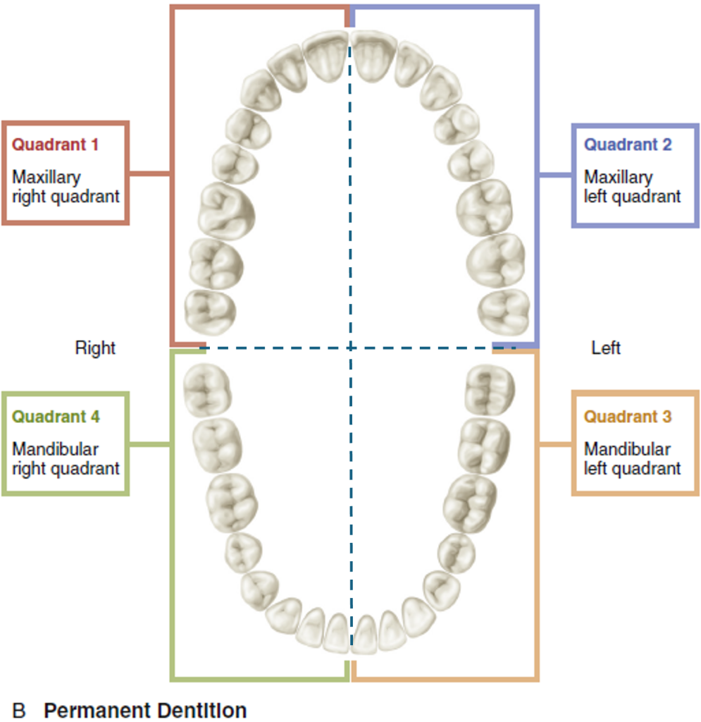 proximal surface of tooth proximal surface of tooth