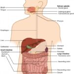 Overview Of The Digestive System Anatomy And Physiology II