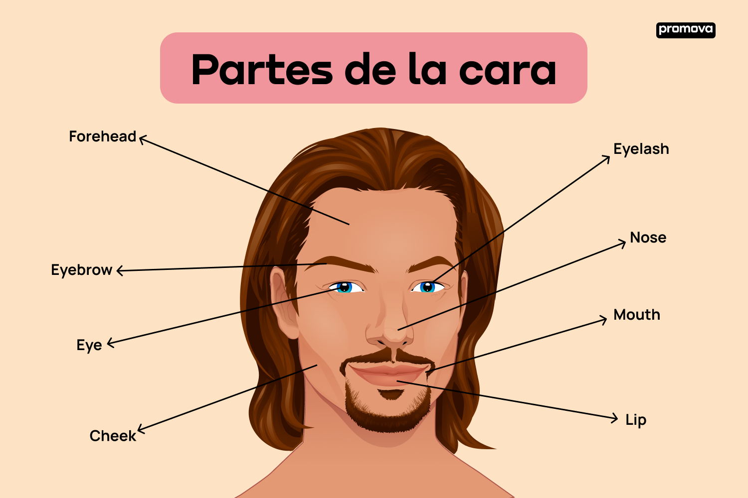 Partes De La Cara En Ingl s Partes De La Cara En Ingl s Y Su Pronunciaci n Promova Blog