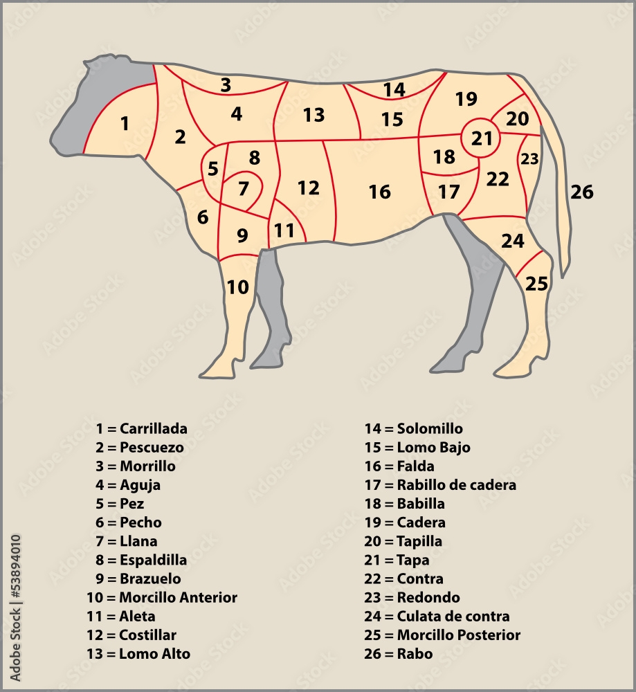 Partes De La Vaca Stock Vector Adobe Stock