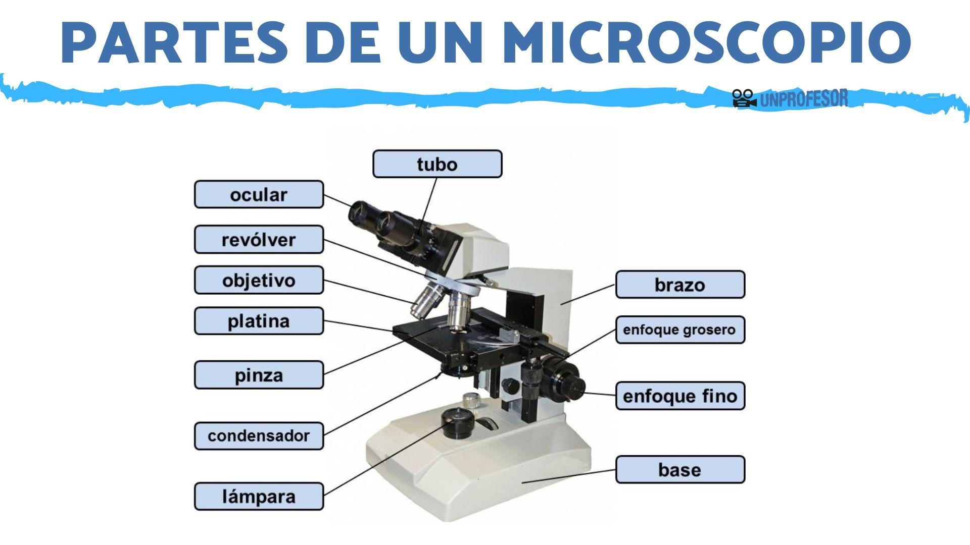 Partes De Un MICROSCOPIO Y Su Uso Con IM GENES Partes De Un MICROSCOPIO Y Su Uso Con IM GENES