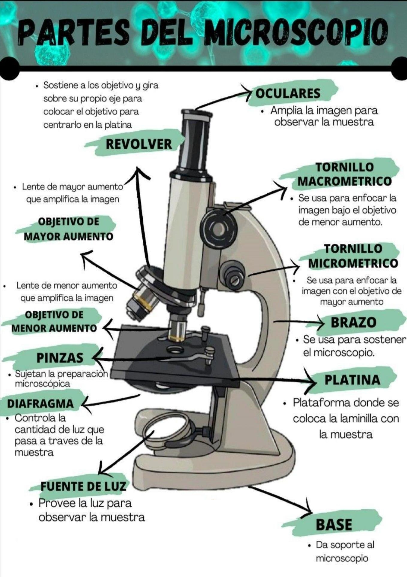 Partes Del Microscopio Fraii UDocz Partes Del Microscopio Fraii UDocz