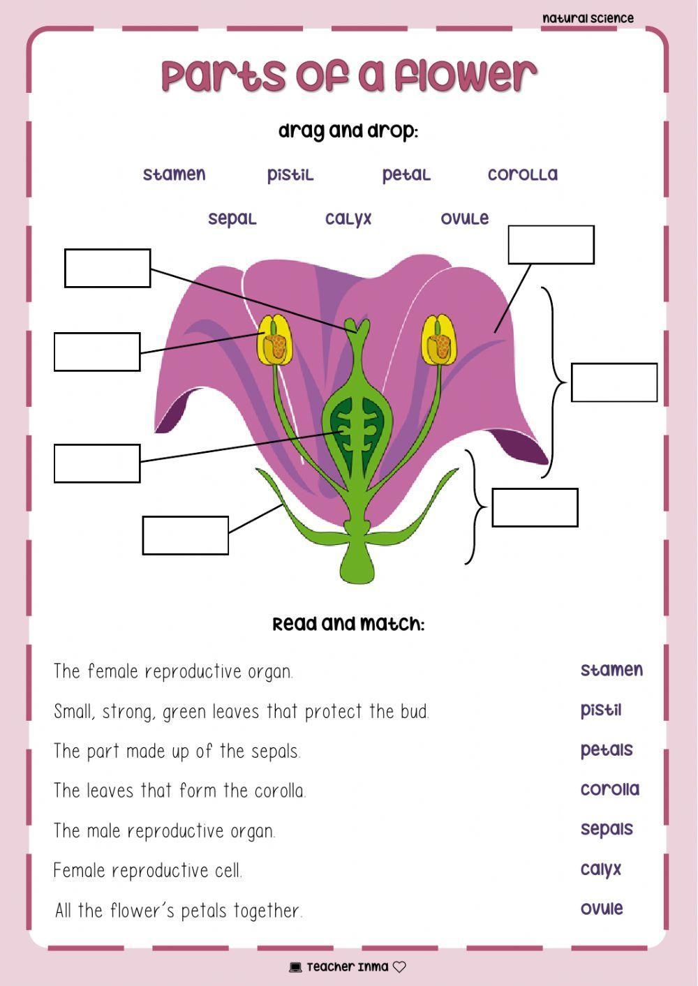 parts of a flower worksheet