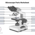 Parts Of A Microscope With Functions And Labeled Diagram