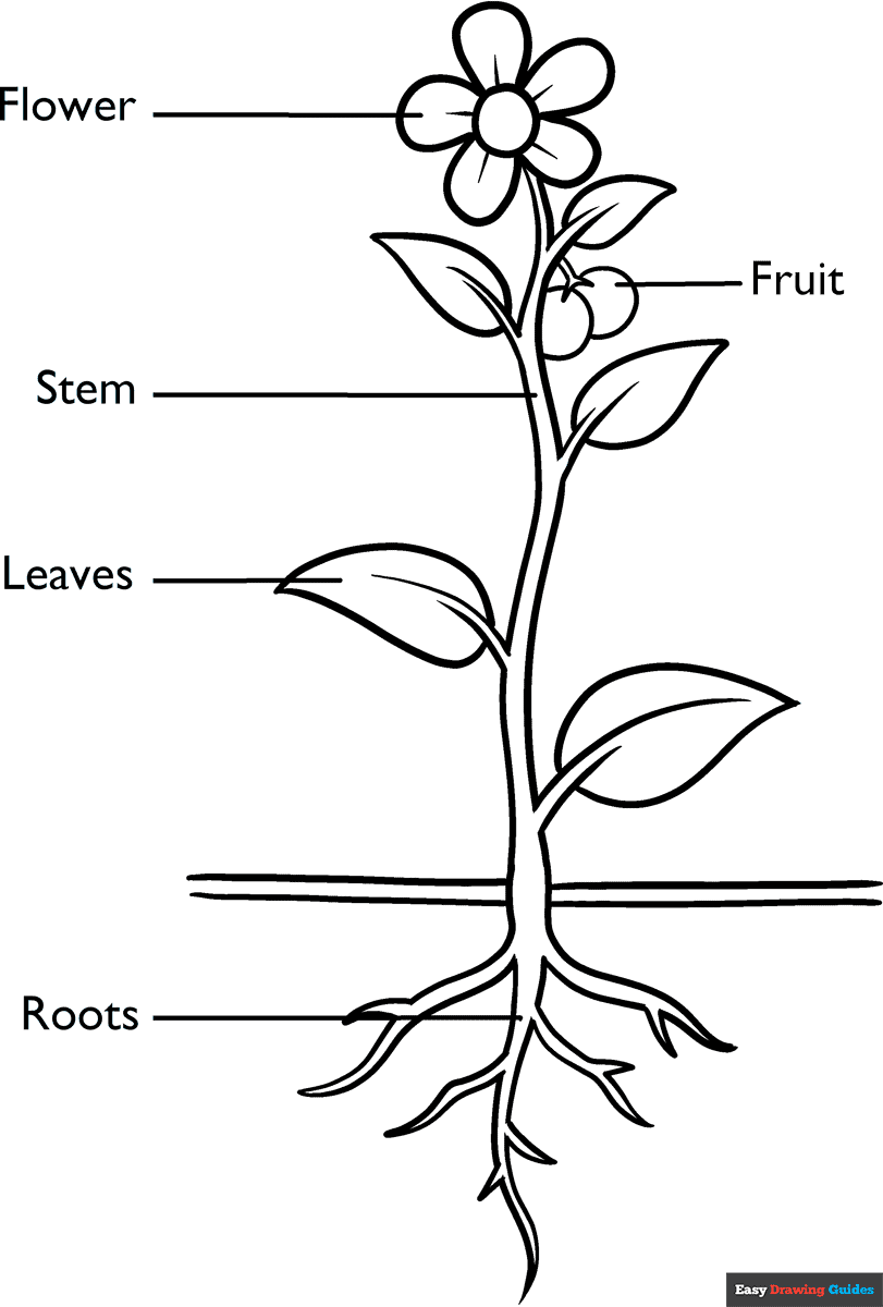 Parts Of A Plant Coloring Page Easy Drawing Guides Parts Of A Plant Coloring Page Easy Drawing Guides