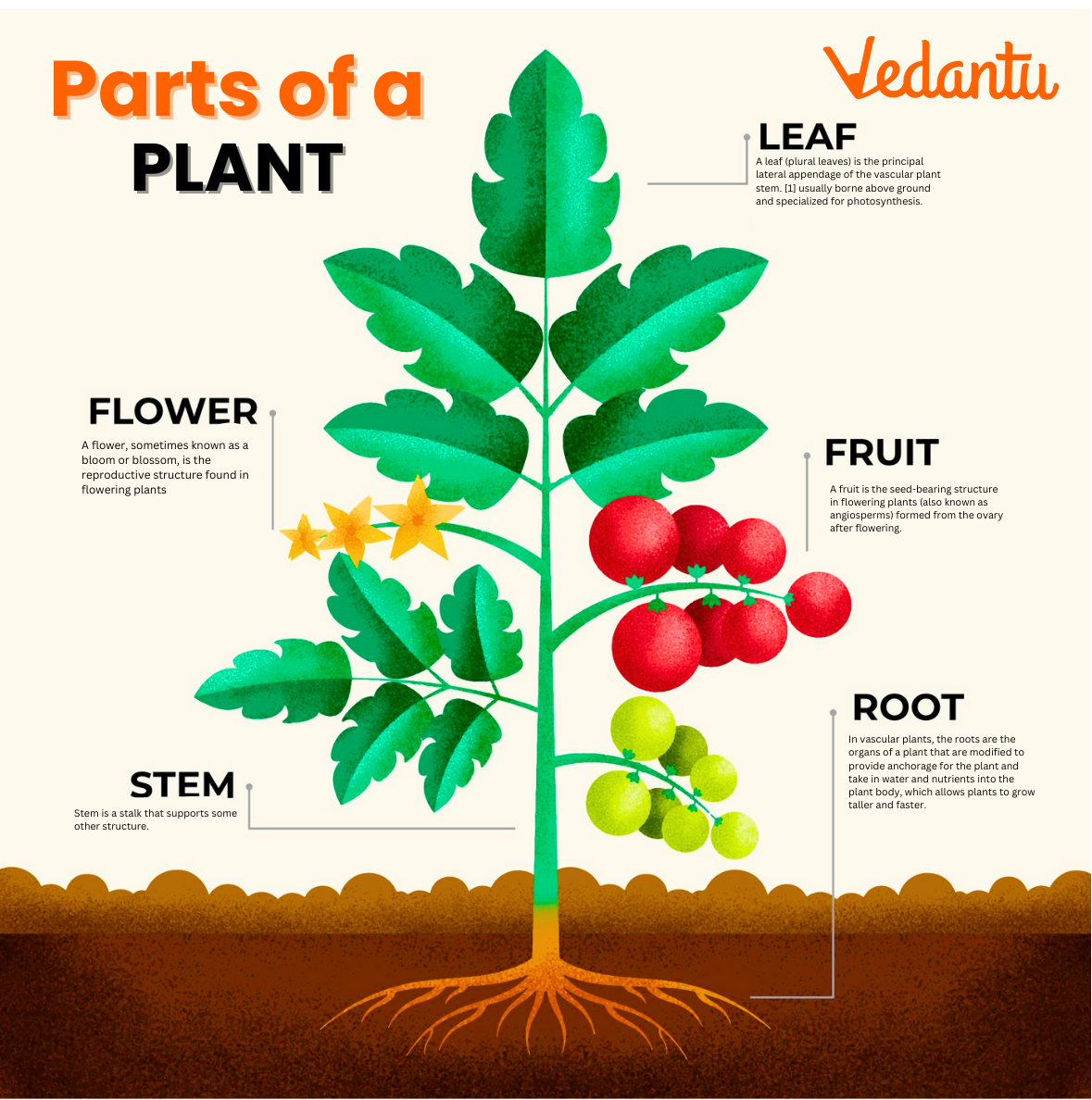 Parts Of A Plant Structure Diagram Functions Parts Of A Plant Structure Diagram Functions