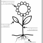 Parts Of A Plant Vocabulary Worksheet Write The Words And Color The Flower Activity For Kindergarten K5 And ESL Students Free Printable PDF Download Ezpzlearn