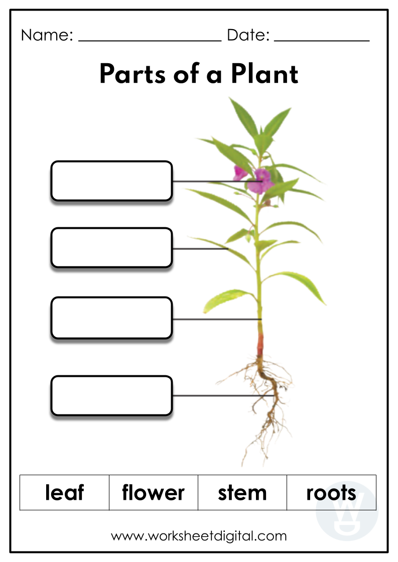 Parts Of A Plant Worksheet Digital Worksheets Library Parts Of A Plant Worksheet Digital Worksheets Library