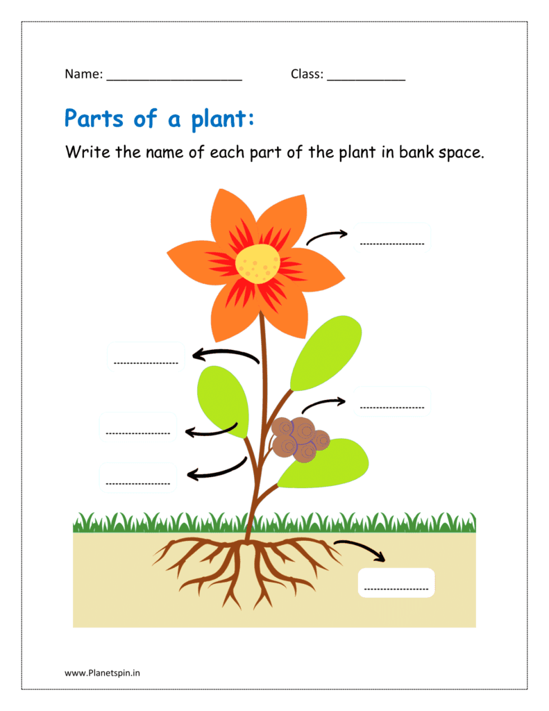 Parts Of Plants Worksheet For Kindergarten Planetspin in Parts Of Plants Worksheet For Kindergarten Planetspin in