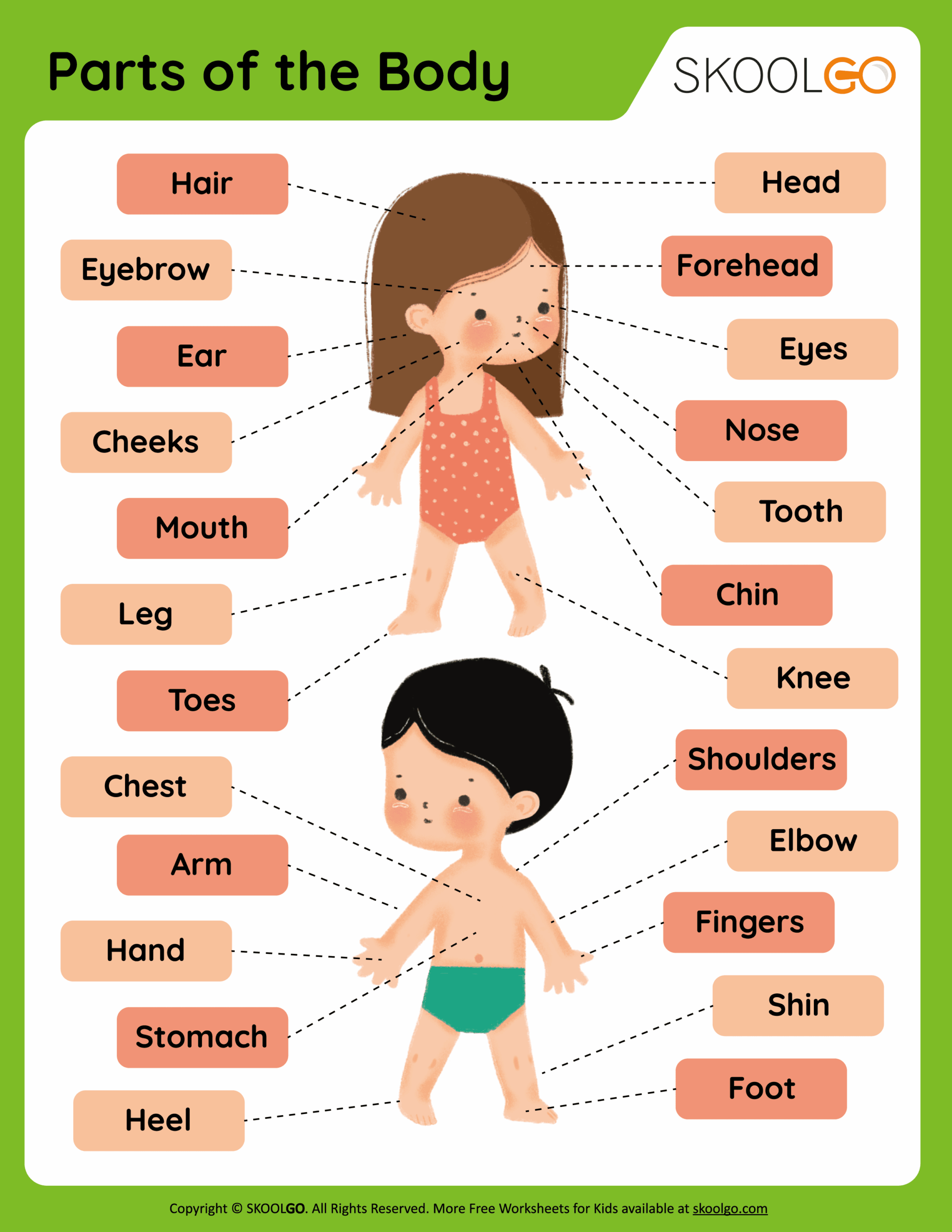Parts Of The Body Free Worksheet SKOOLGO Parts Of The Body Free Worksheet SKOOLGO