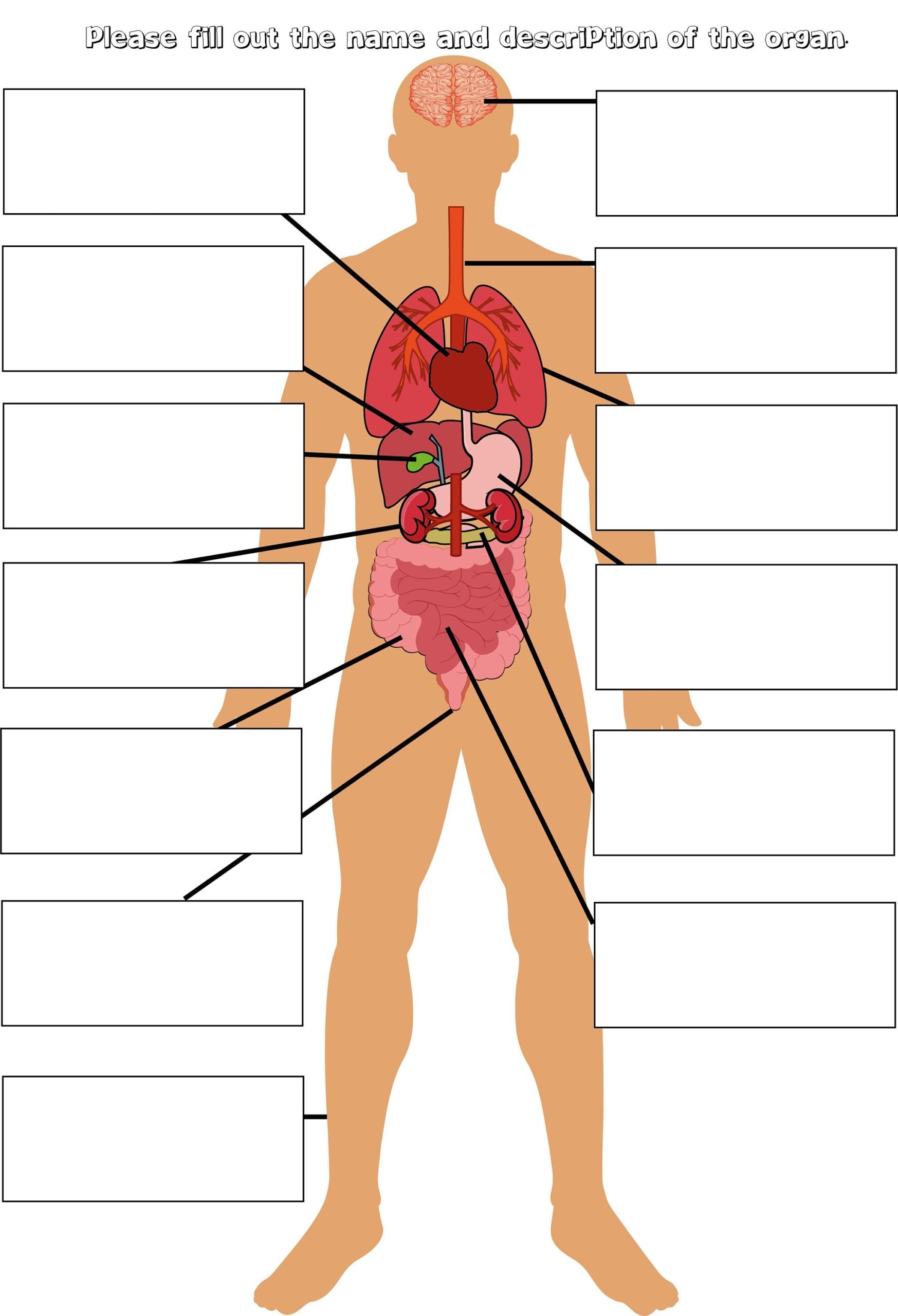 Parts Of The Body Labelling Activity Human Anatomy Education Organs Body Diagram School Education Homeschooling DIGITAL Download Etsy Israel Parts Of The Body Labelling Activity Human Anatomy Education Organs Body Diagram School Education Homeschooling DIGITAL Download Etsy Israel