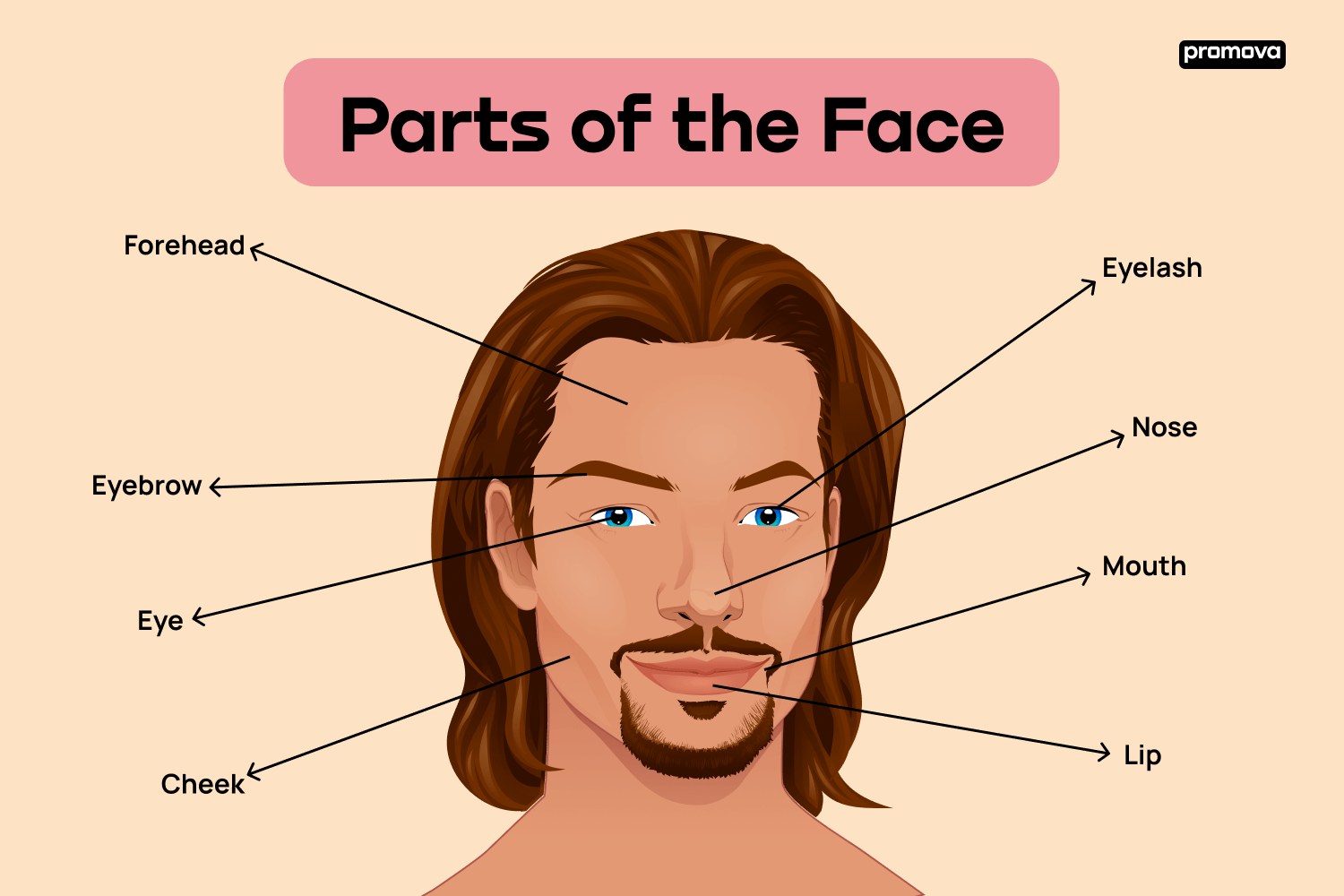 Parts Of The Face A Fun Guide To Face Parts Names In English Promova Blog Parts Of The Face A Fun Guide To Face Parts Names In English Promova Blog