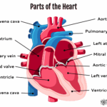 Parts Of The Heart Human Heart Anatomy And Worksheets