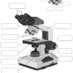 Parts Of The Microscope Worksheet BioRender Science Templates