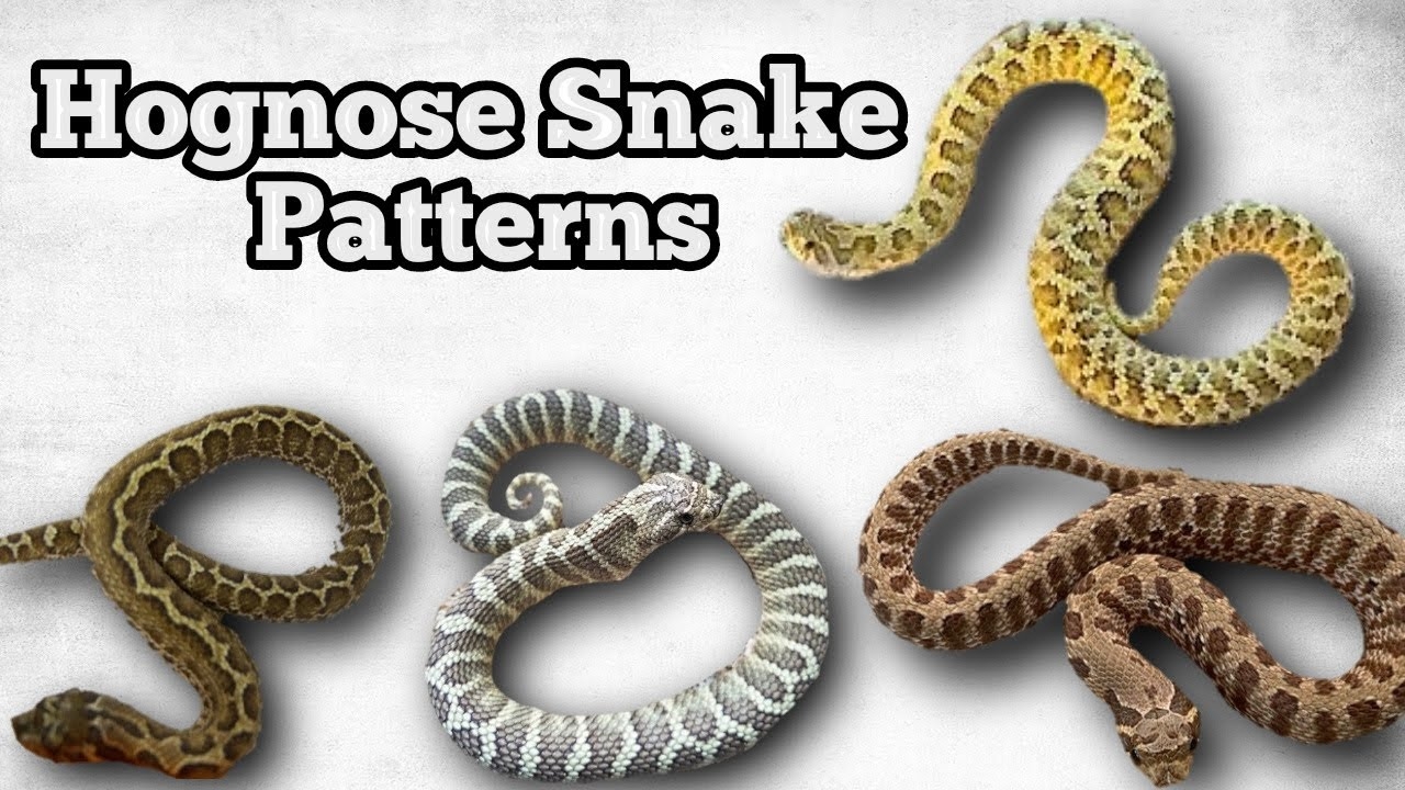Pattern Variations In Hognose Snakes YouTube Pattern Variations In Hognose Snakes YouTube