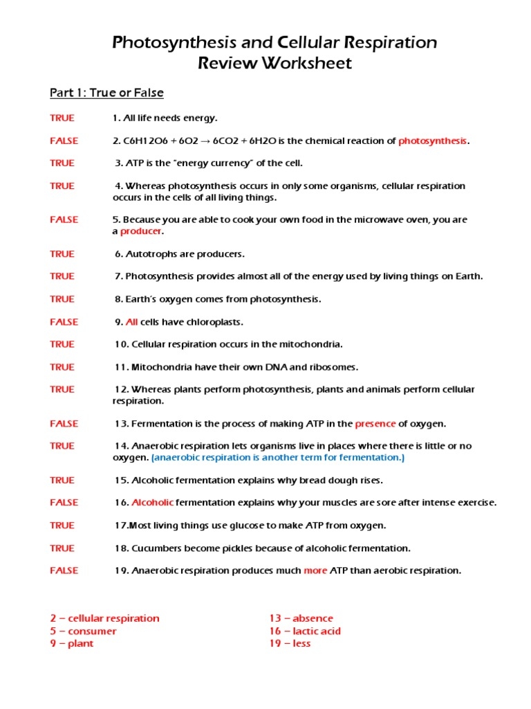 photosynthesis and cellular respiration worksheet answer key photosynthesis and cellular respiration worksheet answer key