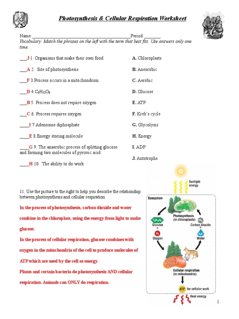 Photosynthesis amp Respiration Worksheet Key PDF Cellular Worksheets Library Photosynthesis amp Respiration Worksheet Key PDF Cellular Worksheets Library