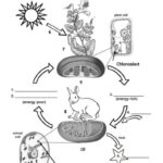 Photosynthesis And Cellular Respiration Cycle Worksheet Worksheets Library