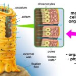 Phylum Porifera Sponges YouTube