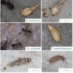 Piotr ukasik On X In A New Preprint Co habiting Ants And Silverfish Display A Converging Feeding Ecology Led By tjparmentier NWybouw We Demonstrate An Overlap Between ants And Their Specialized Symbiotic