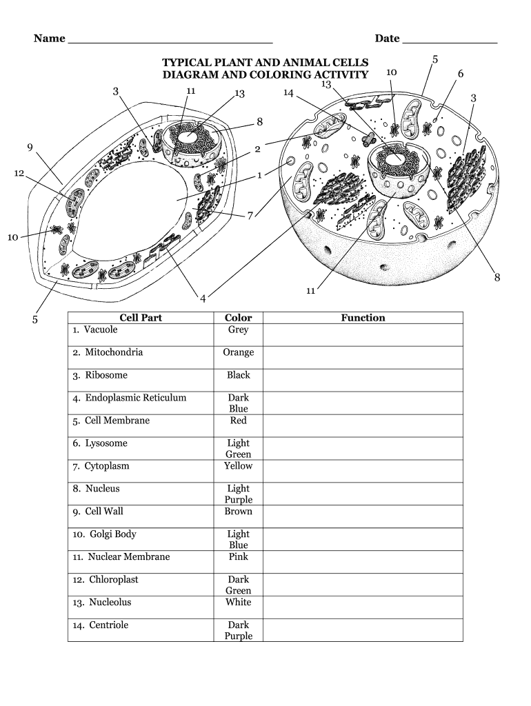 plant cell and animal cell worksheet plant cell and animal cell worksheet