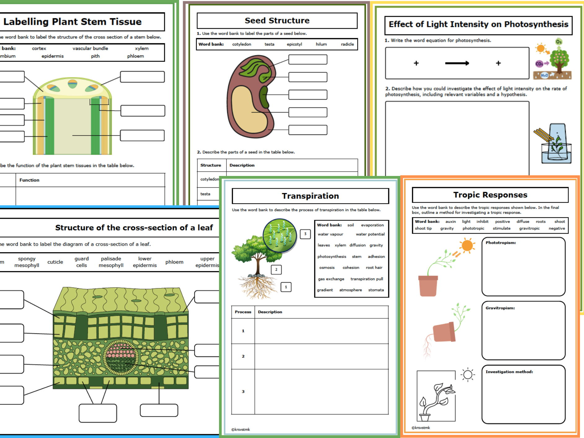 Plant Biology And Photosynthesis Worksheets Answers Teaching Resources
